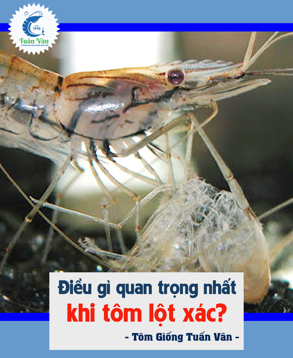 ĐIỀU GÌ QUAN TRỌNG NHẤT KHI TÔM LỘT XÁC??