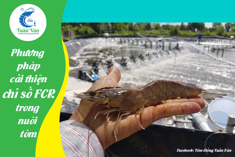 FCR LÀ GÌ? 4 PHƯƠNG PHÁP CẢI THIỆN CHỈ SỐ FCR TRONG NUÔI TÔM