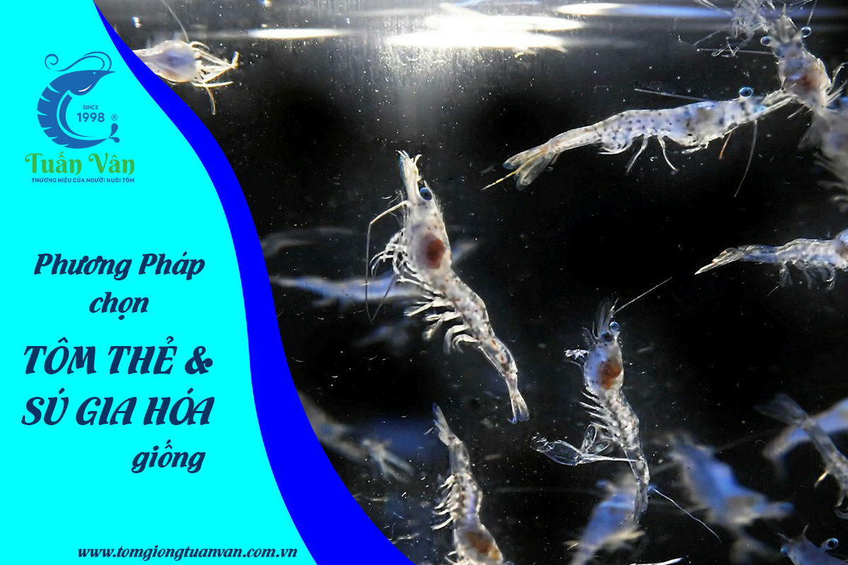 PHƯƠNG PHÁP CHỌN TÔM GIỐNG (THẺ VÀ SÚ)