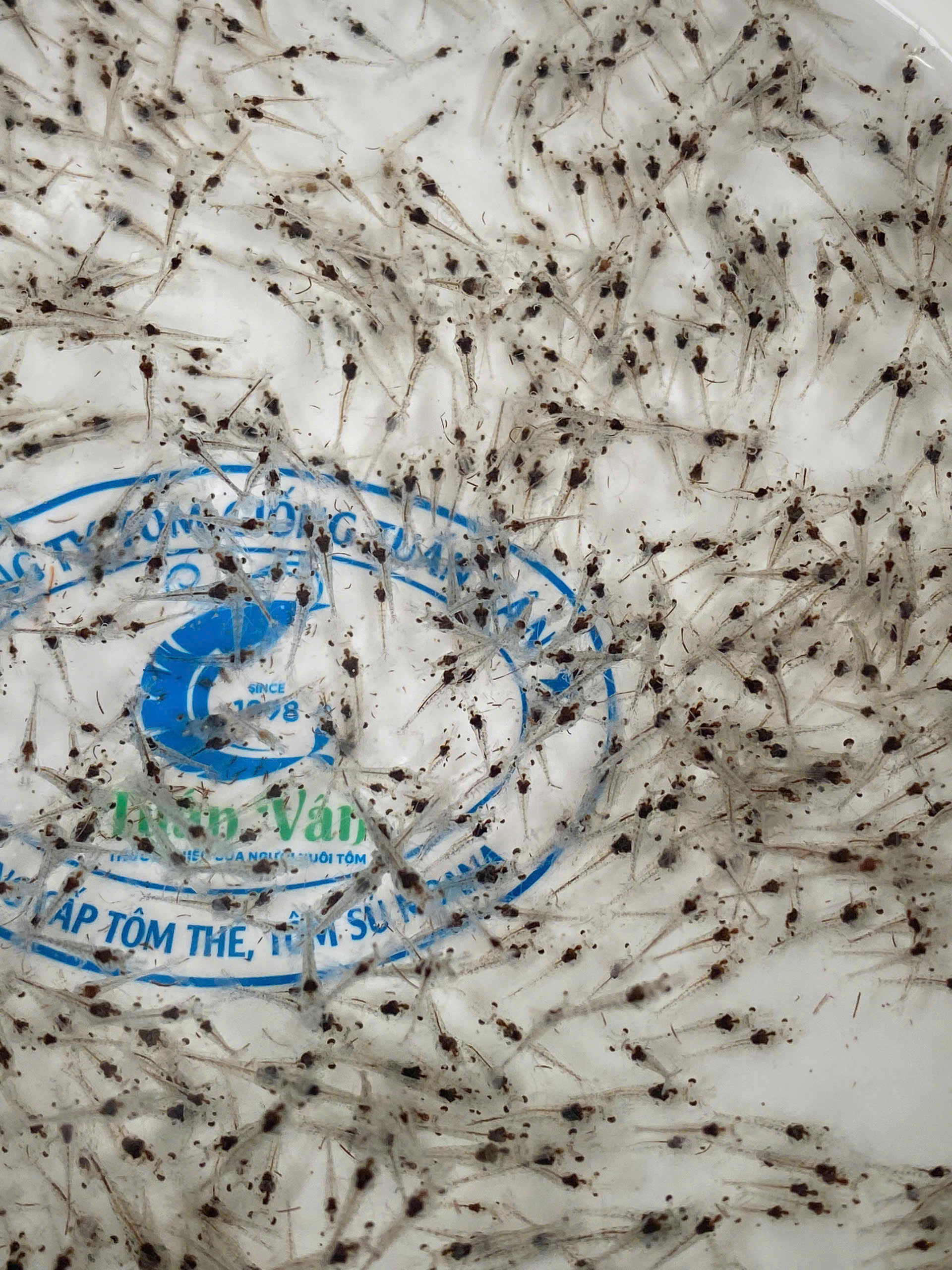 Kỹ thuật vận chuyển và thả tôm giống trong điều kiện rét đậm đầu năm 2026